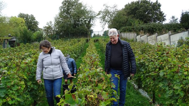 VIGNE DE SAINT-PREST : VENDANGES 2024 ET ACCUEIL DES SCOLAIRES